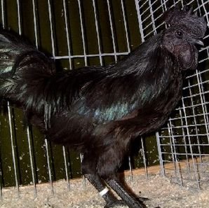 Cemani : Ayam Eklusive, Bernilai Tinggi